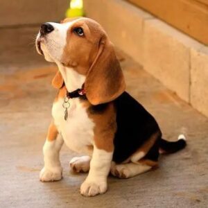 Beagle