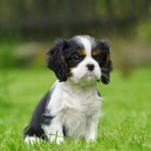 Cavalier King Charles