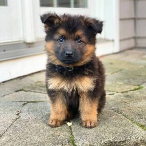 German Shepherd