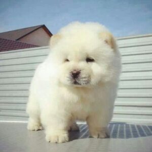 Chow Chow