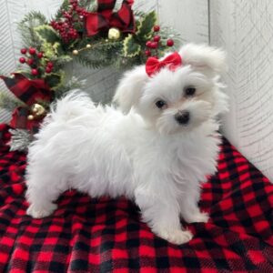 Maltese
