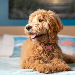 Goldendoodle