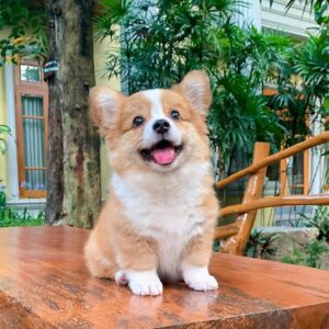 Corgi