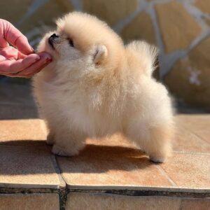 Toy Pom (Pomeranian)
