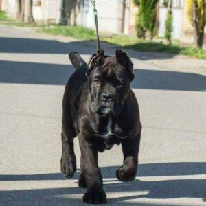 Cane Corso