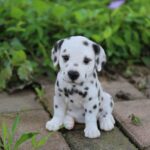 Dalmatian