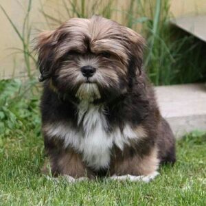 Lhasa Apso