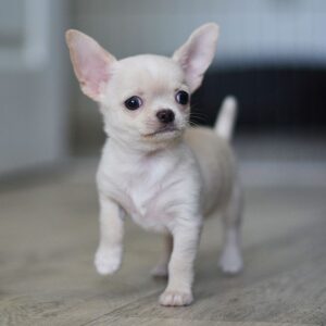 Chihuahua