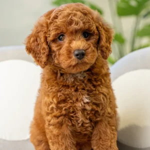 Toy Poodle