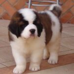 Saint Bernard