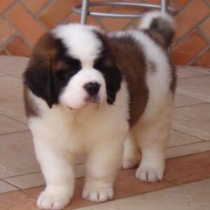 Saint Bernard