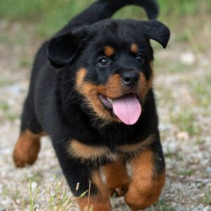 Rottweiler