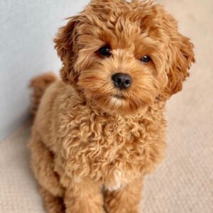 Maltipoo