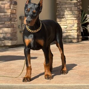 Doberman Pinscher