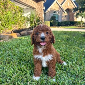 Cavapoo