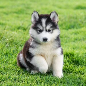 Siberian Husky