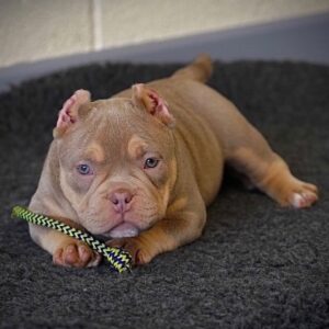 American Bully
