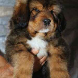 Tibetan Mastiff