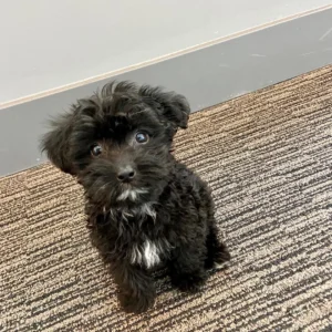 Black Maltipoo