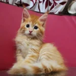 Maine Coon
