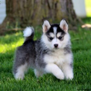 pomsky
