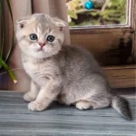Scottish fold