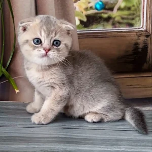 Scottish fold