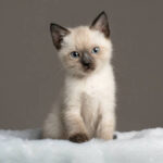 Saimese Cat
