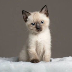 Saimese Cat