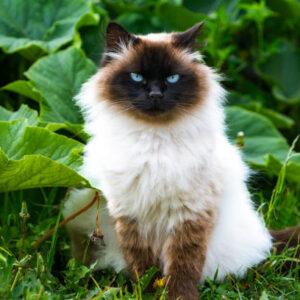 Himalayan Cat