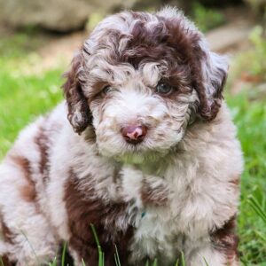 labradoodle