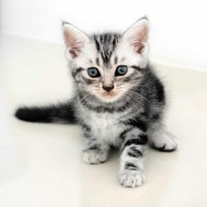 American Shorthair